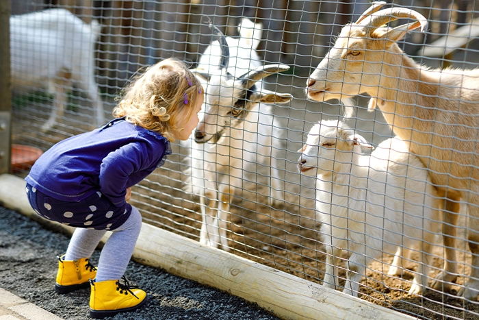 Ein Kind steht vor einem Ziegen-Gehege